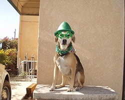 Freida St. Patrick's Day