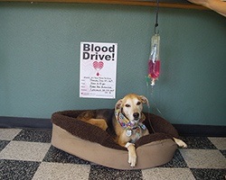 Freida Blood Drive