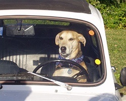Freida In A Car - image #1