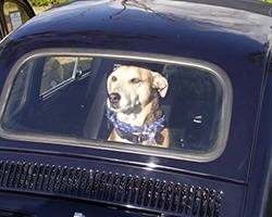 Freida In A Car - image #2